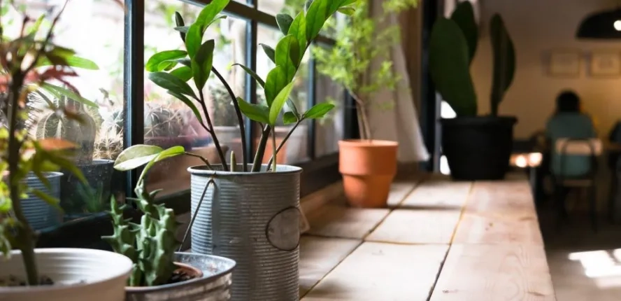Meilleures plantes d'intérieur