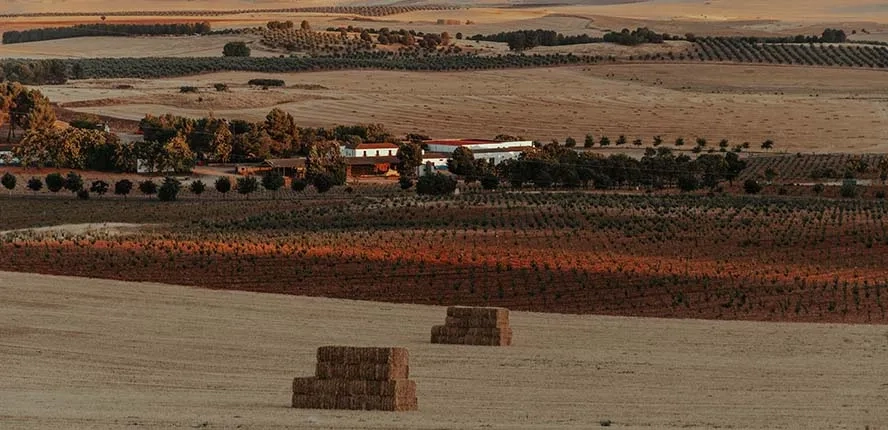 Suelo rústico: tipos y diferencias entre suelo agrario y urbano