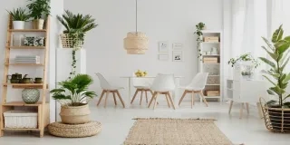 Découvrez les plantes d'intérieur les plus résistantes. Trouvez des options faciles d'entretien qui prospèrent à l'intérieur, même pour ceux qui n'ont pas d'expérience en jardinage.