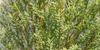 Descubre cómo deshacerte de los mosquitos gracias a estas plantas naturales, que además de dar vida a tu hogar te protegerán frente a las picaduras.