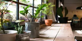 Las plantas en casa ofrecen múltiples beneficios: purifican el aire, reducen ruidos, mejoran el estado de ánimo. Aloe vera, palmera areca, poto, planta del dinero y gerbera son ideales para un ambiente más saludable y decorativo. Descúbrelo en nuestro blog. #PlantasDeInterior #PurificaciónDelAire #DecoraciónHogar