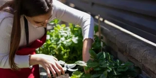 Descubre cómo crear un huerto urbano en casa con estos tips y cultiva tus propios alimentos de una forma sostenible.